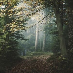 Meet your Posher, Earth & Echo